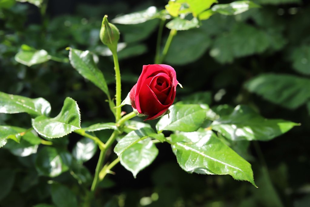 Aus dem eigenen Garten