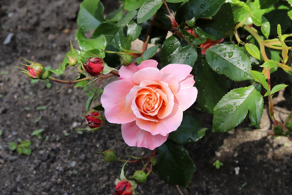 Aus dem eigenen Garten