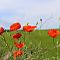 IMG-2393a.jpg